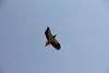 Faune-5
